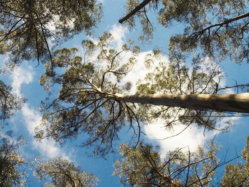 Dandenong Ranges National Park, Upper Ferntree Gully, VIC