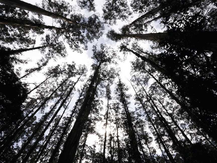 Dandenong Ranges National Park, Upper Ferntree Gully, VIC