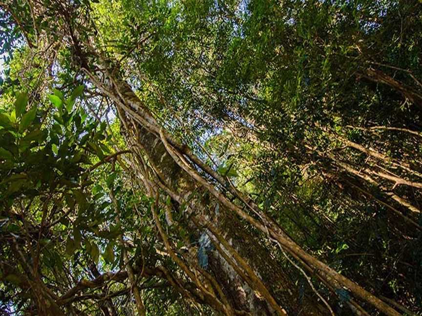 Potoroo Falls picnic area, Dingo Forest, NSW