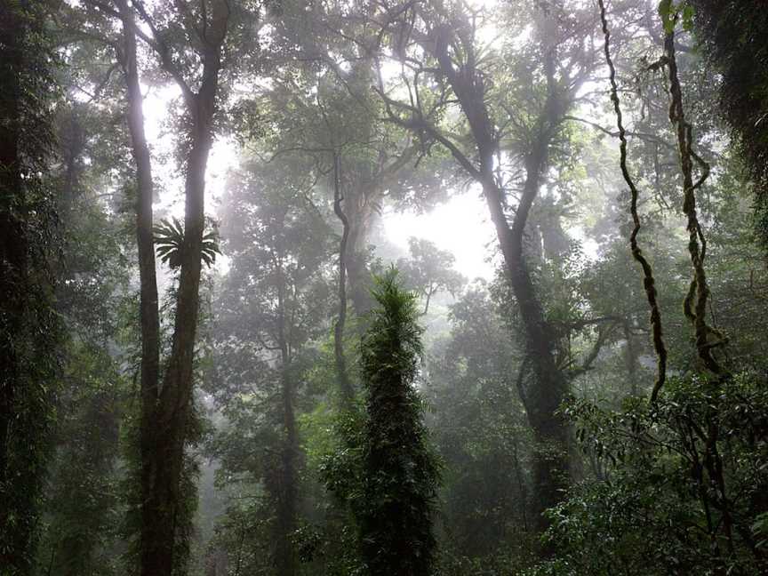 Lyrebird Link track, Dorrigo Mountain, NSW