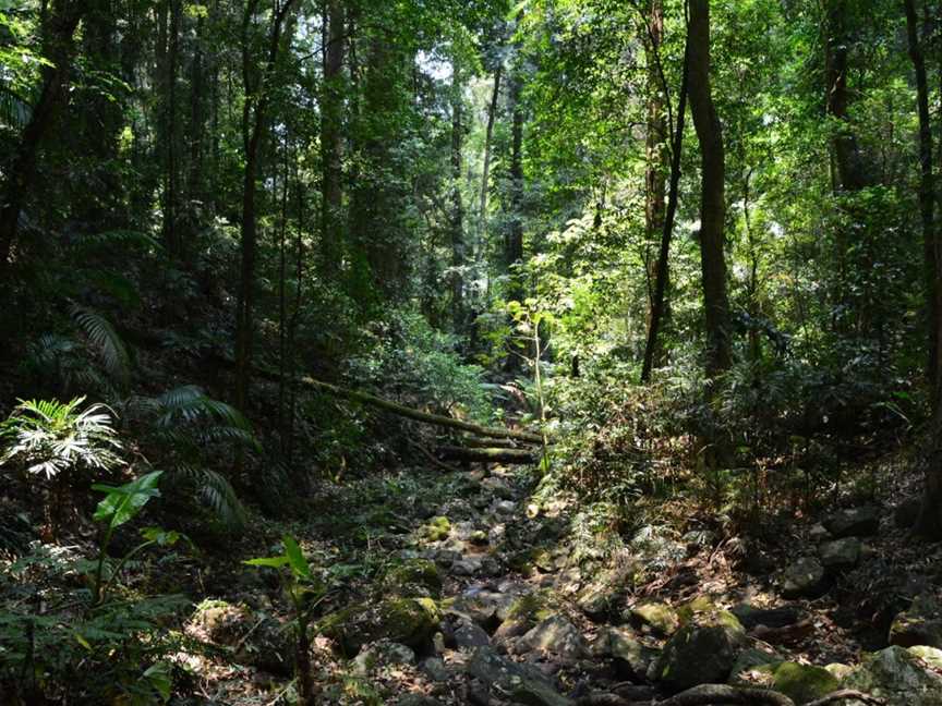 Lyrebird Link track, Dorrigo Mountain, NSW