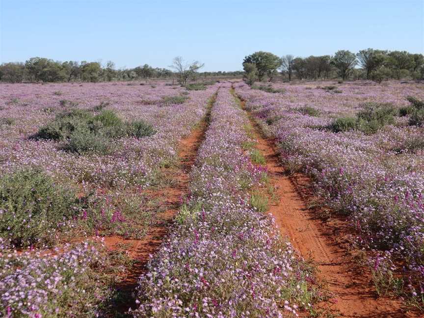 Dowling Track, Thargomindah, QLD