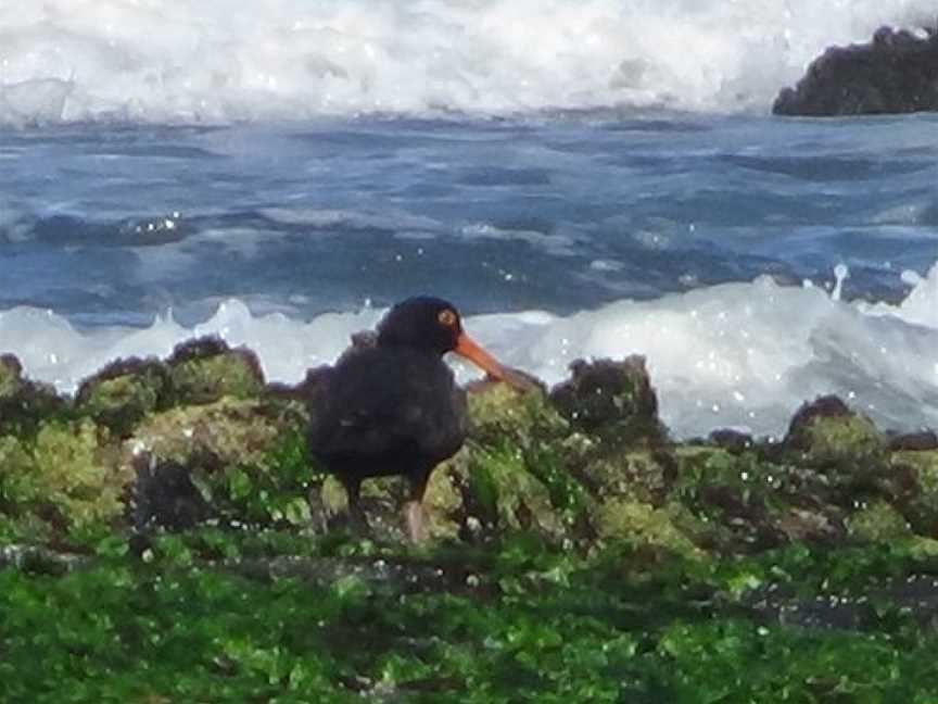 Sharpes Beach, East Ballina, NSW