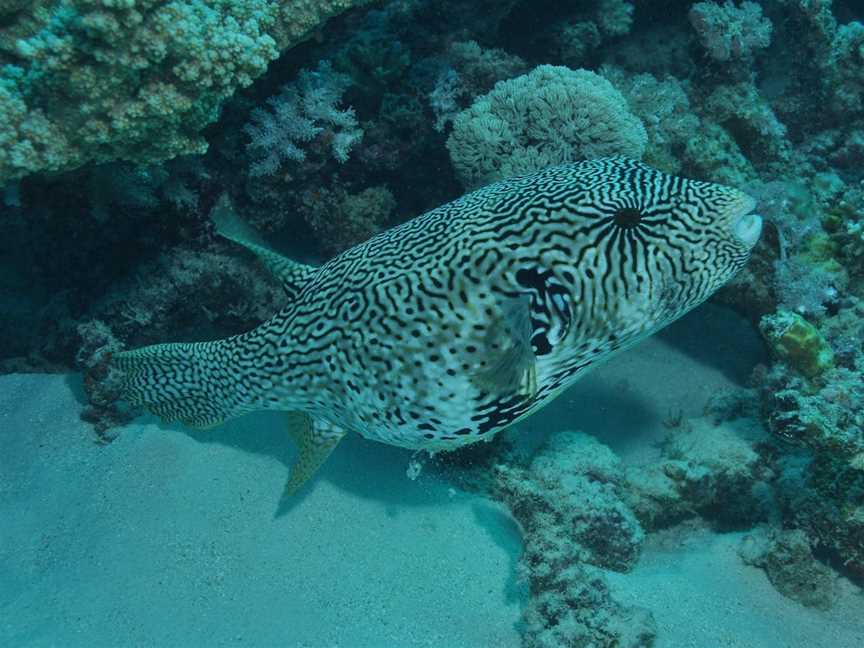 Frankland Islands Dive Site, East Russell, QLD