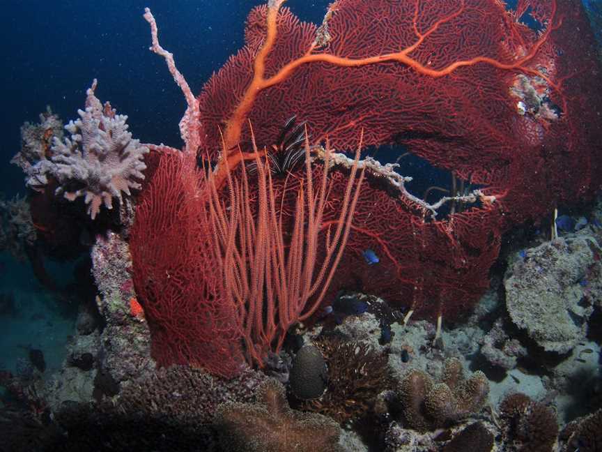 Eddy Reef Dive Site, Mission Beach, QLD