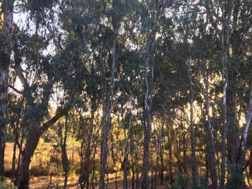 Gemmill Swamp Wildlife Reserve, Mooroopna, VIC