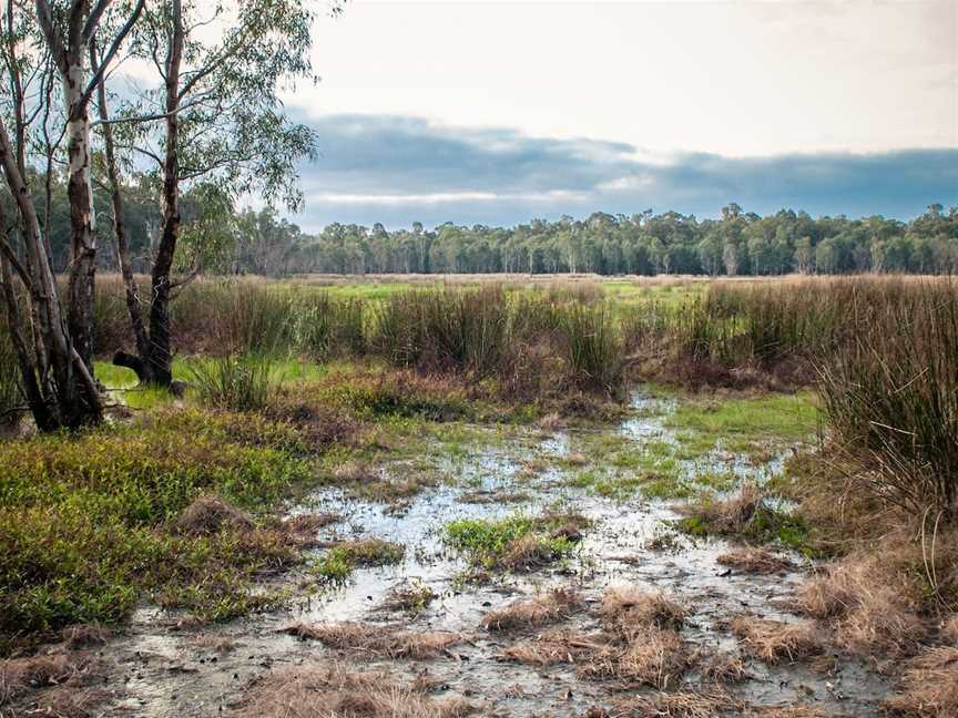 Gemmill Swamp Wildlife Reserve, Mooroopna, VIC