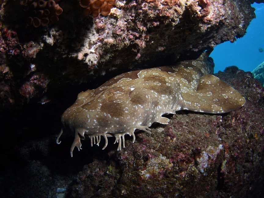 Egg Rock Dive Site, The Keppels, QLD