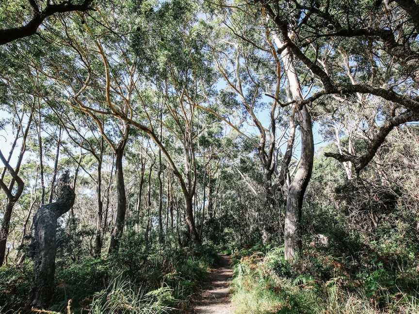 White Sands Walk and Scribbly Gum Track, Vincentia, NSW