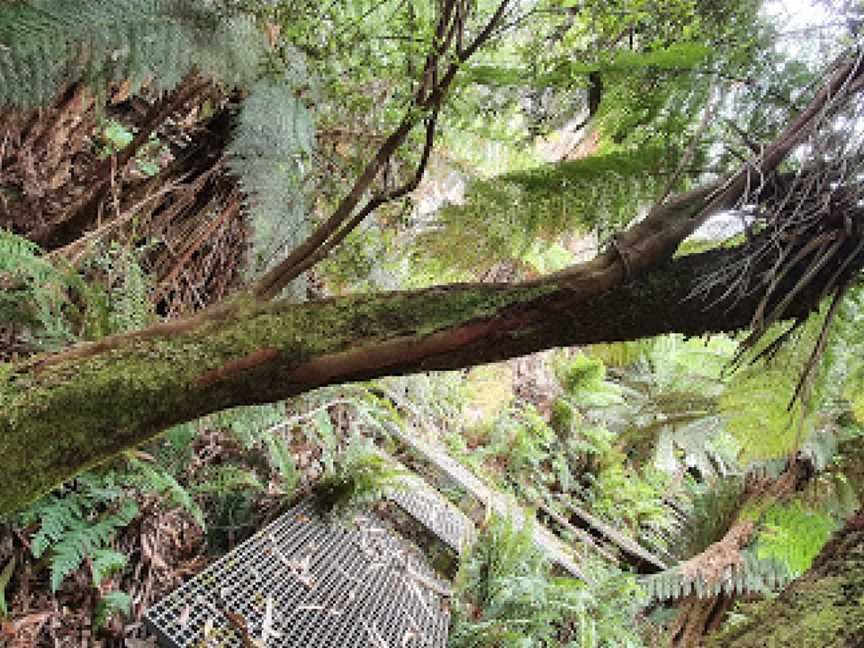 Errinundra National Park, Club Terrace, VIC