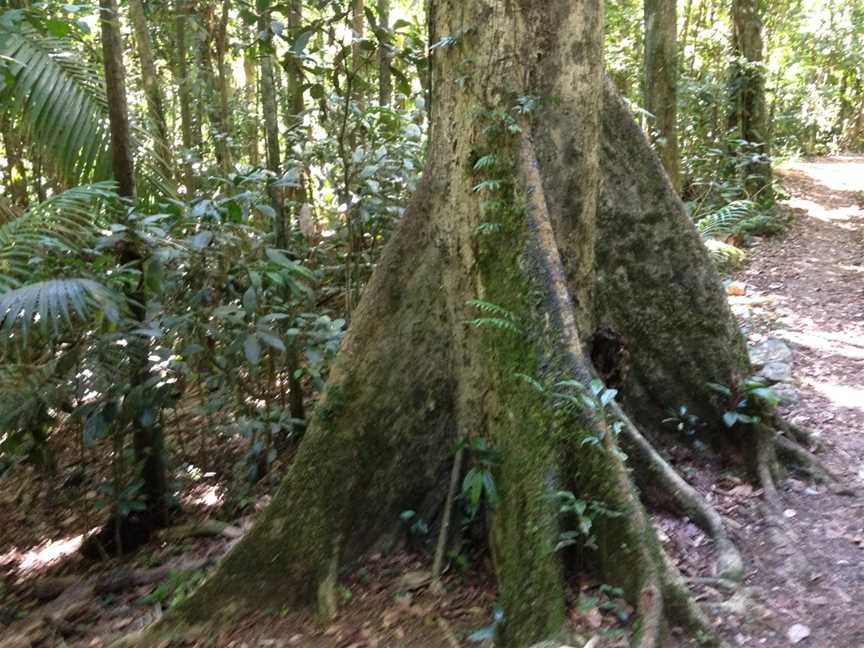 Eungella National Park, Eungella, QLD