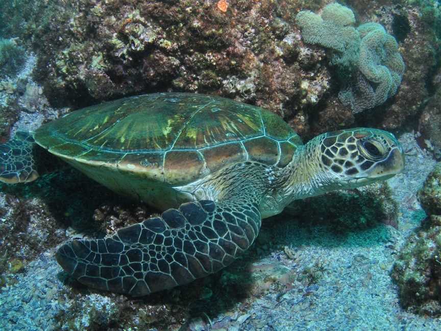 Flat Rock Dive Site, North Stradbroke Island, QLD