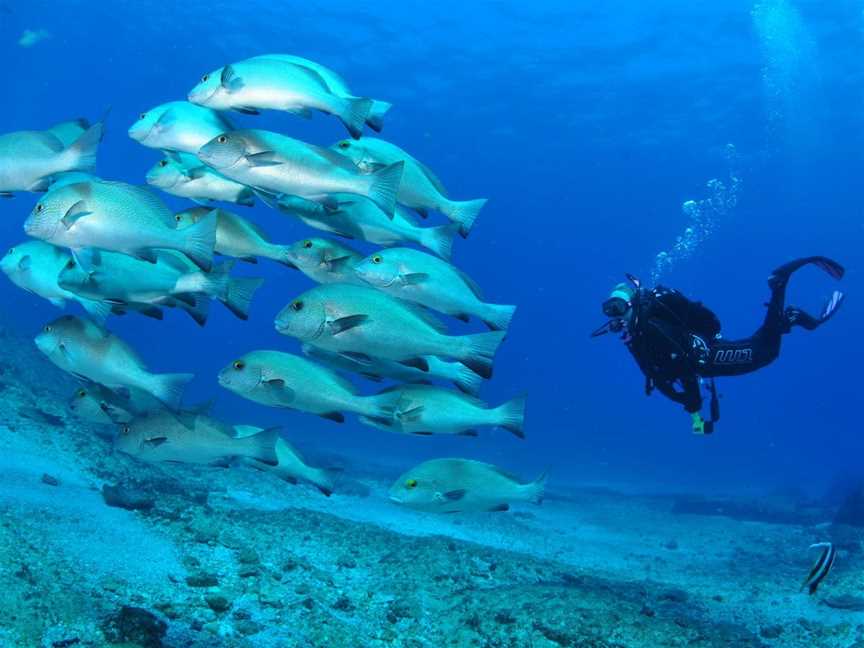 Flat Rock Dive Site, North Stradbroke Island, QLD