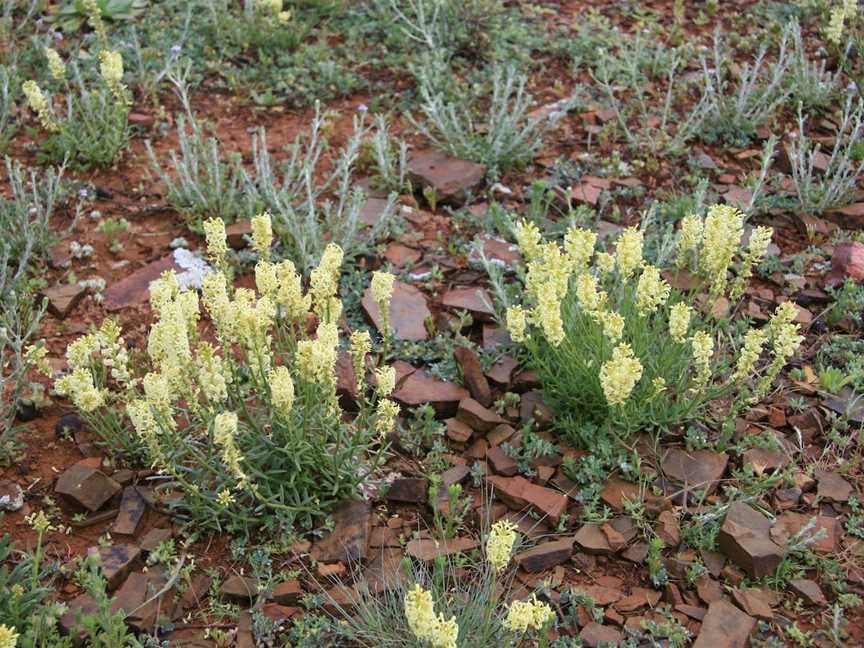 Brachina Gorge Geological Trail, Hawker, SA