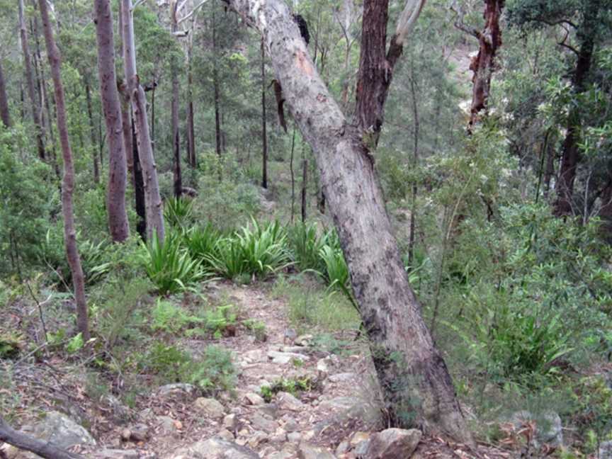 Frere's Crossing Bushwalk, Kentlyn, NSW