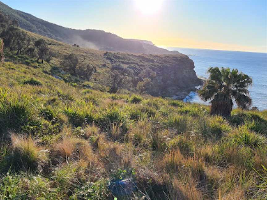 Palm Jungle Loop Track, Lilyvale, NSW