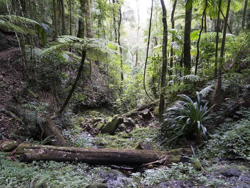 Springbrook Plateau, Springbrook National Park, Springbrook, QLD