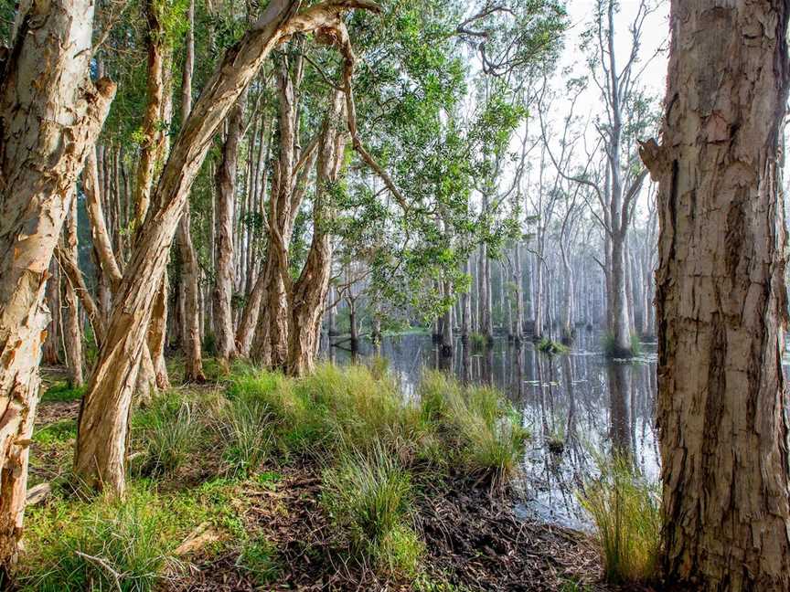 Kooloonbung Creek Nature Reserve and Historic Cemetery, Port Macquarie, NSW