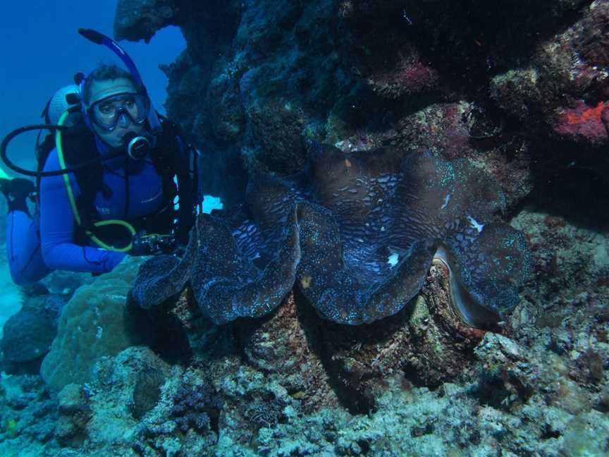 Coral Gardens Dive Site, Flynn Reef, Cairns City, QLD