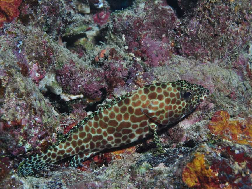 Coral Gardens Dive Site, Flynn Reef, Cairns City, QLD