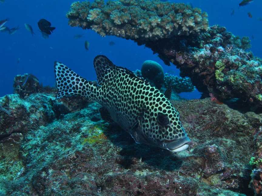 Coral Gardens Dive Site, Flynn Reef, Cairns City, QLD