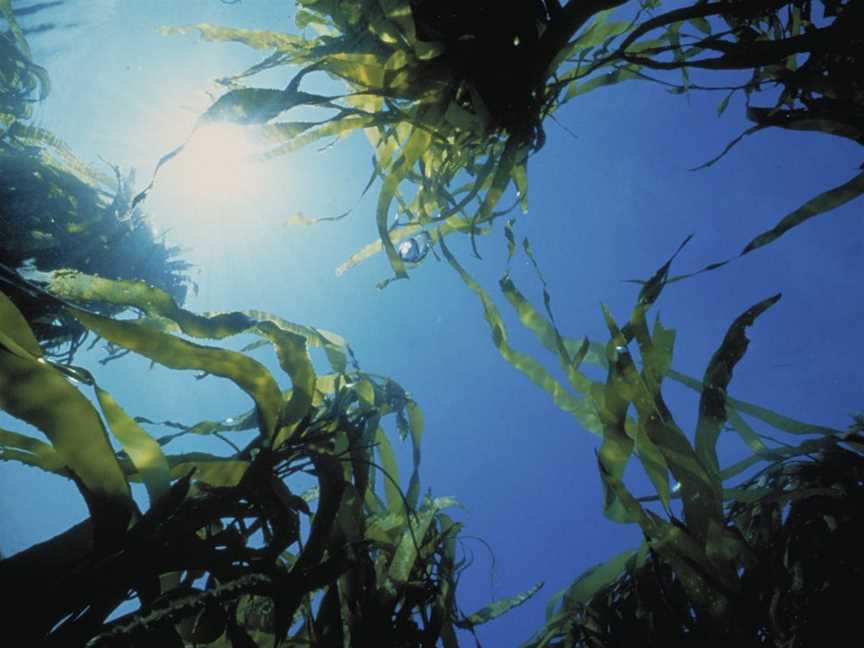 Marengo Reefs Marine Sanctuary, Marengo, VIC