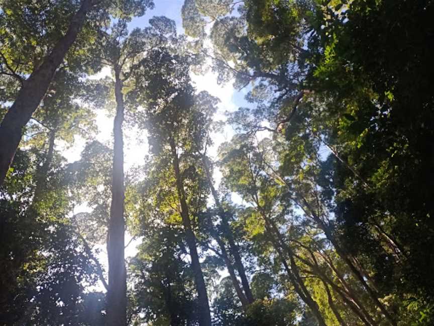 Valley of the Giants, Fraser Island, QLD