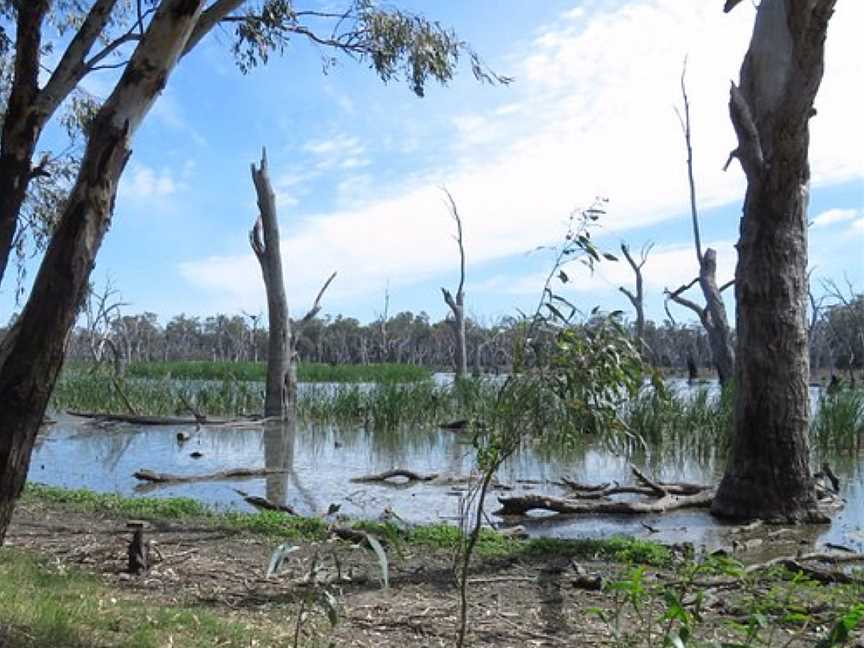 Gum Swamp Bird Hide, Forbes, NSW