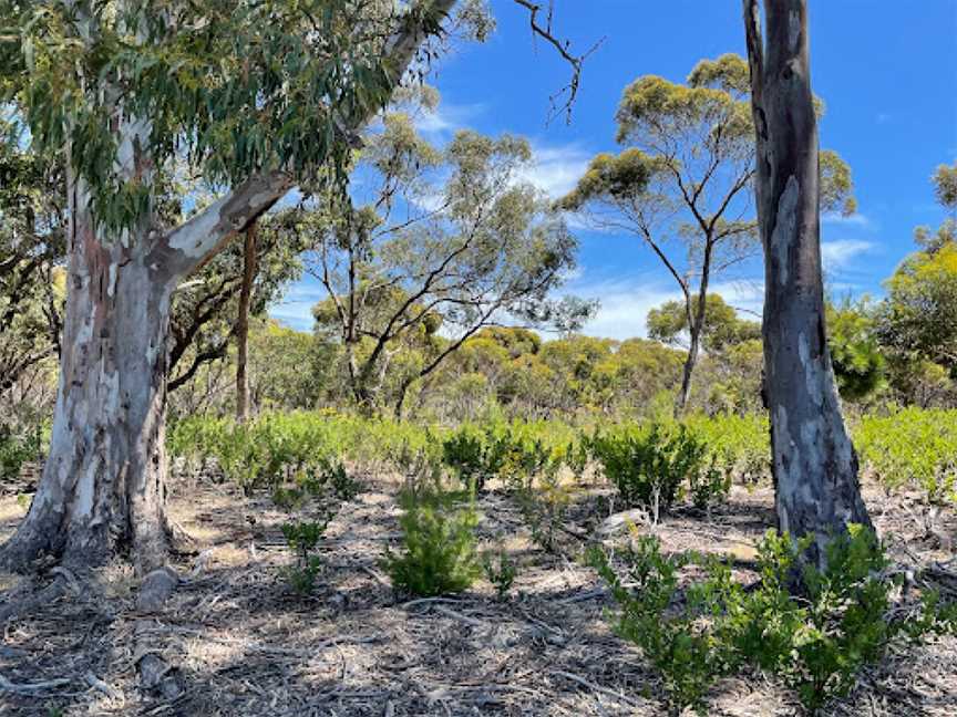 Happy Valley Reservoir Reserve, Happy Valley, SA