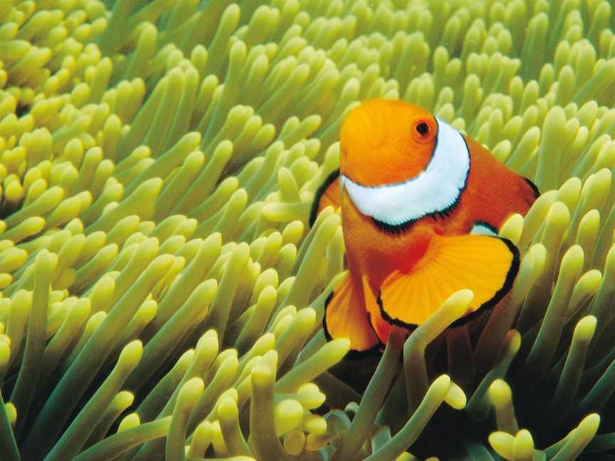 Hardy Reef, Hook Island, QLD