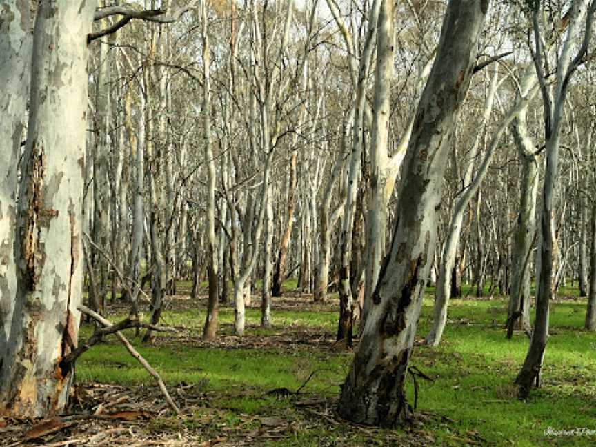 Marne Valley Conservation Park, Cambrai, SA