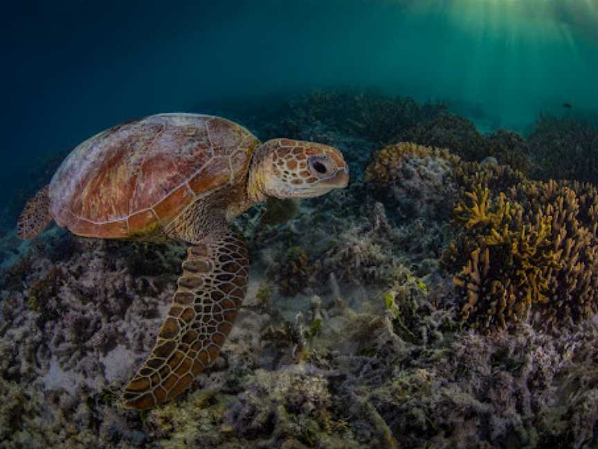 Coral Gardens, Heron Island, QLD