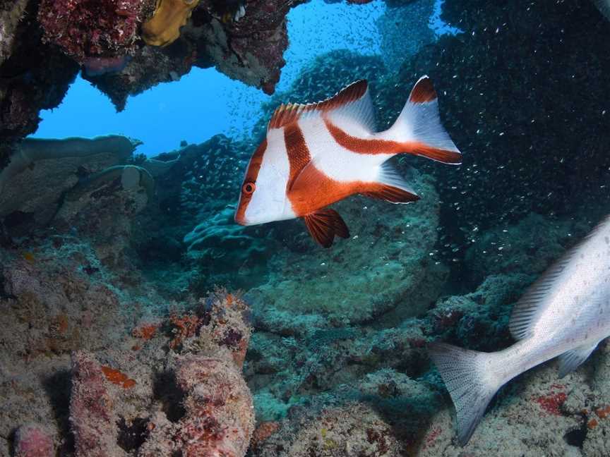 North Bommie, Heron Island, QLD