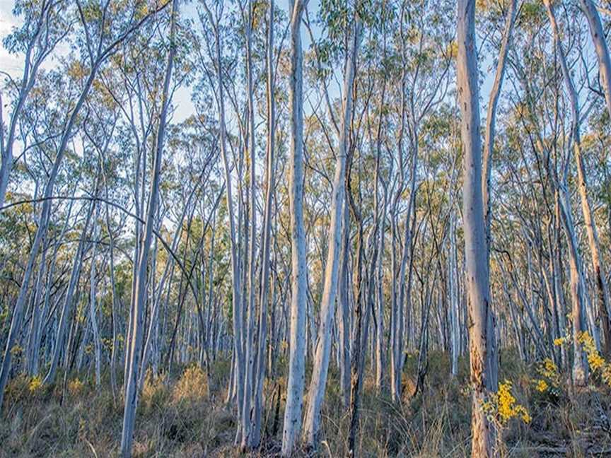 Bald Hill lookout, Hill End, NSW