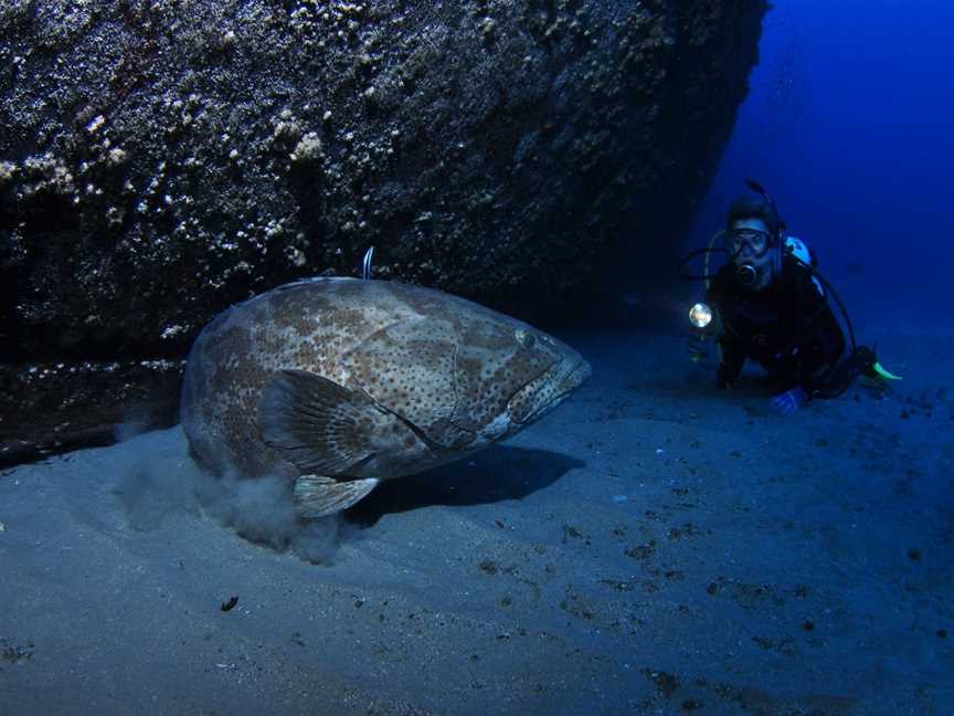 HMAS Brisbane Dive Site, Mooloolaba, QLD