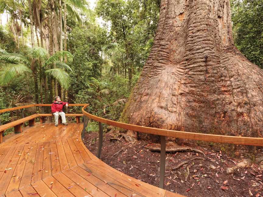 Burrawan State Forest, Herons Creek, NSW