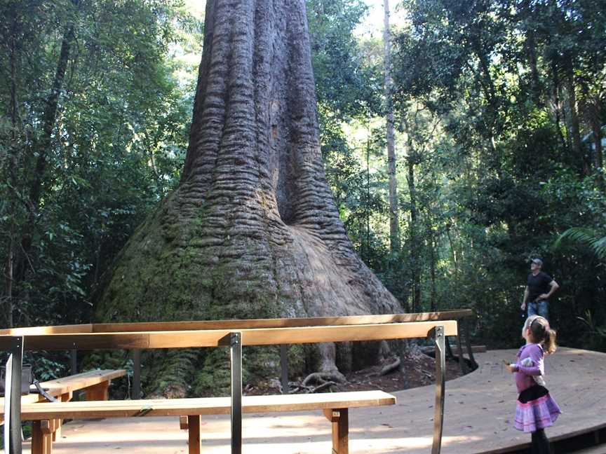 Burrawan State Forest, Herons Creek, NSW