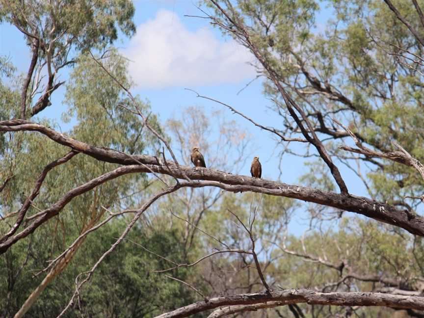 Oma Waterhole, Isisford, QLD