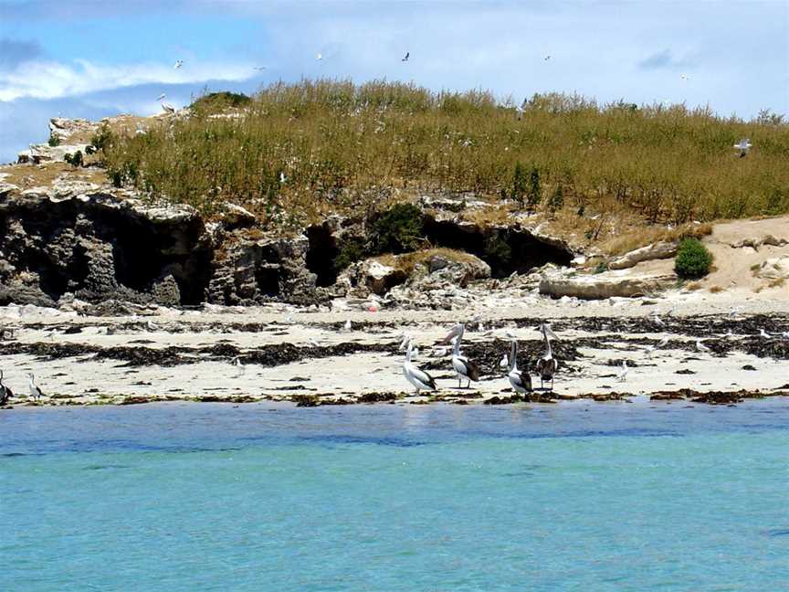 Penguin Island, Shoalwater, WA