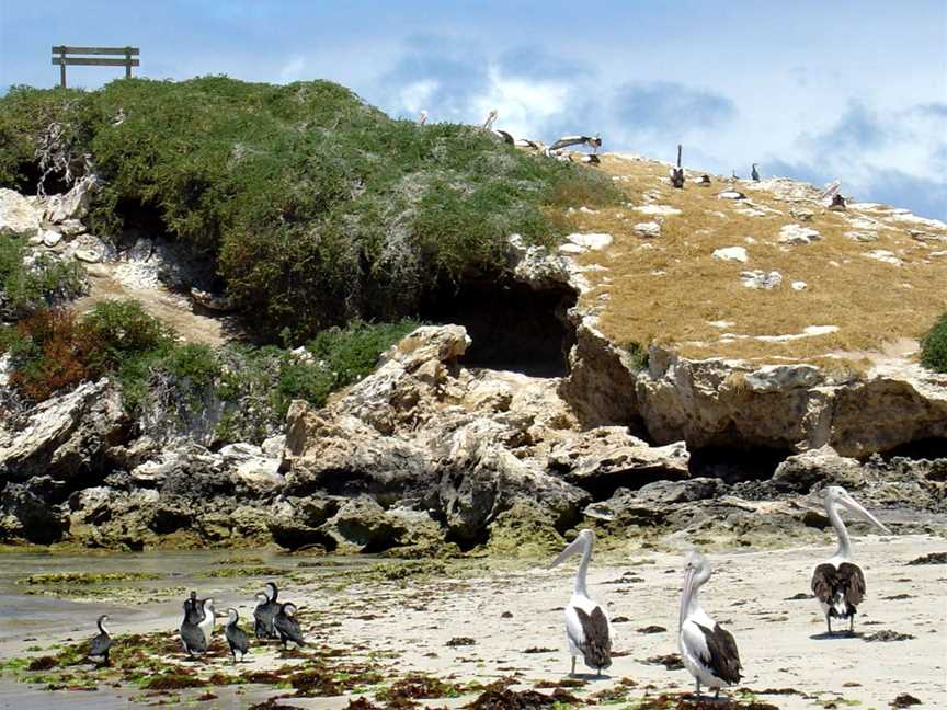 Penguin Island, Shoalwater, WA