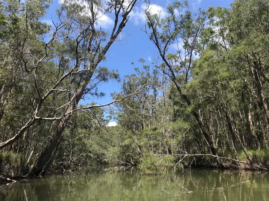 Queens Lake Nature Reserve, Jolly Nose, NSW