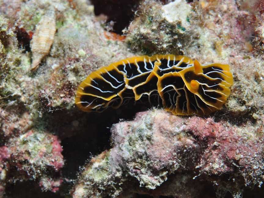 Jorgey's Patch Dive Site, Cairns City, QLD