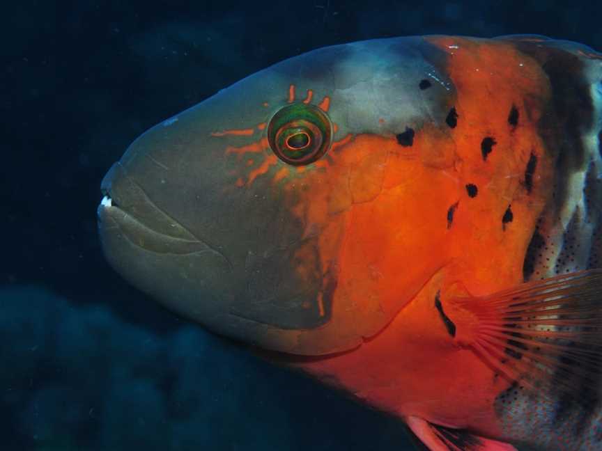 Jorgey's Patch Dive Site, Cairns City, QLD