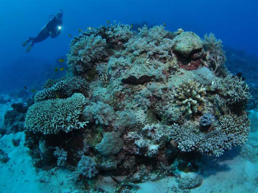 Keeper Reef Dive Site, Townsville, QLD