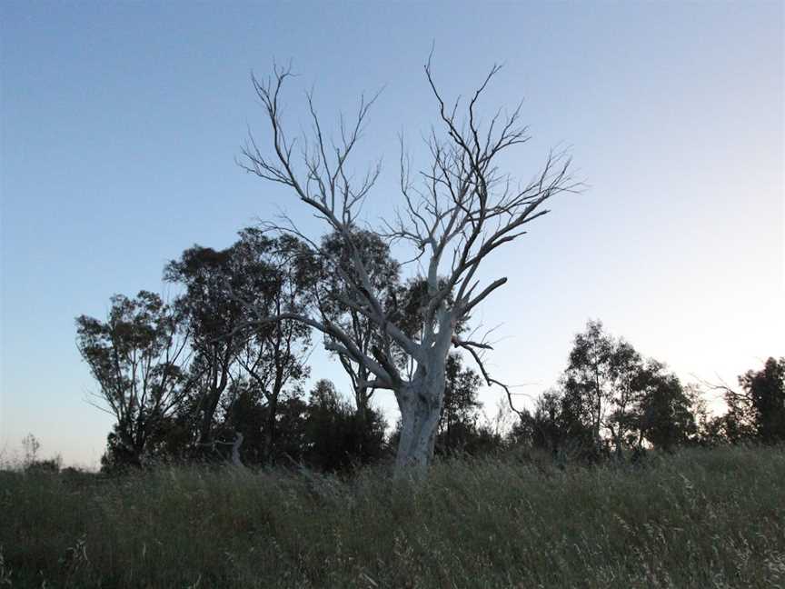 Cooleman Ridge, Chapman, ACT