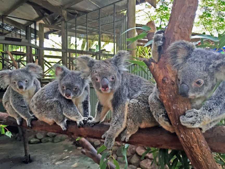 Rainforestation Nature Park, Kuranda, QLD