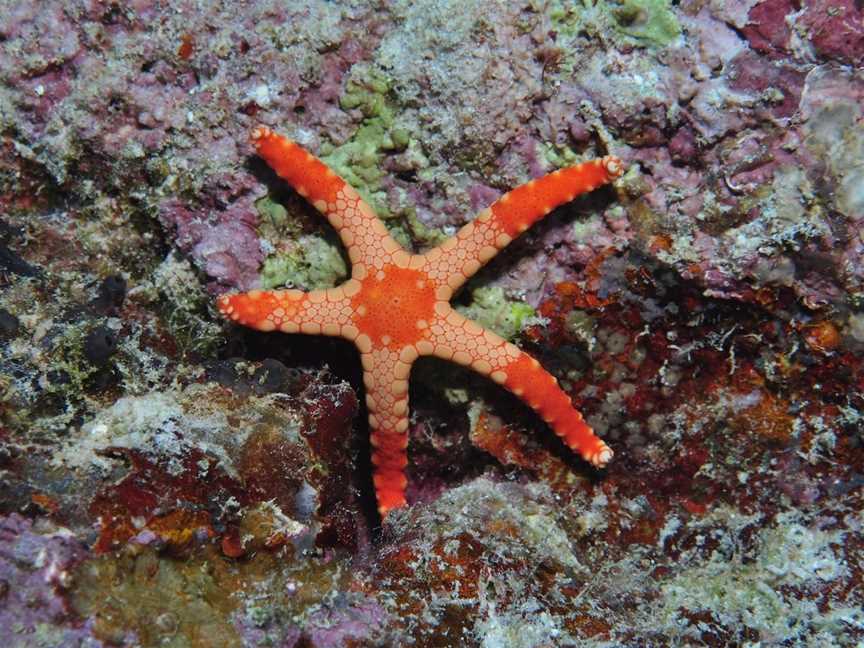 Keswick Island Dive Site, Keswick Island, QLD