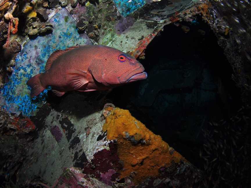 Severance Shipwreck Dive Site, Lady Elliot Island, QLD