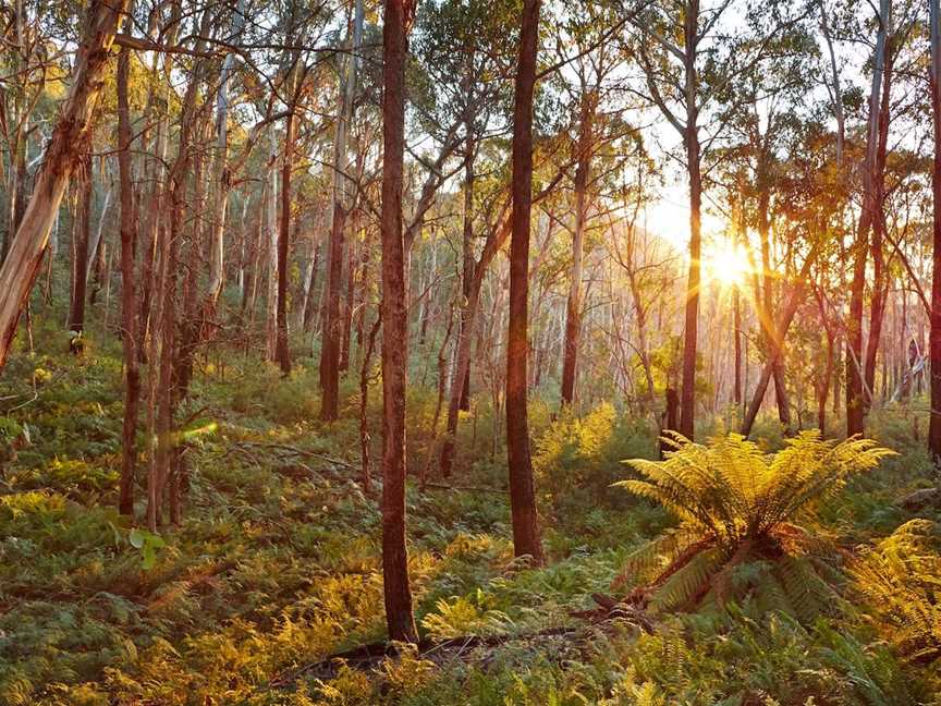 Lake Cobbler Walking Track, Wabonga, VIC