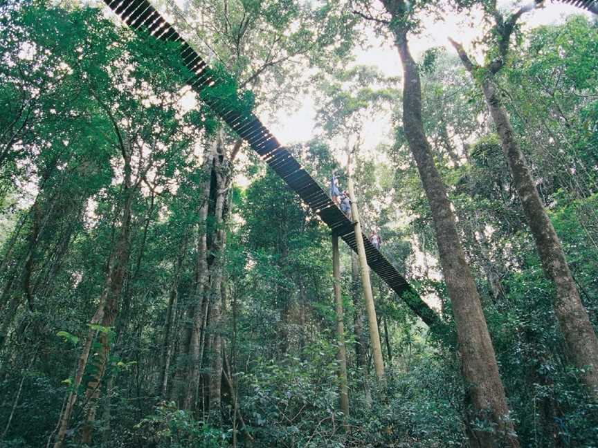 O'Reilly's Tree Top Walk, Canungra, QLD